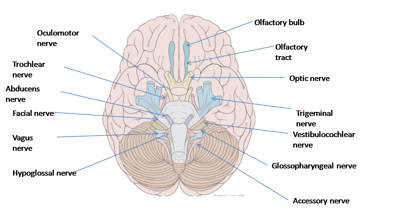 Position of cranial nerves on base of brain